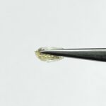 4.79 carats Yellow Sapphire ( 5.25 ratti ) - Image 5